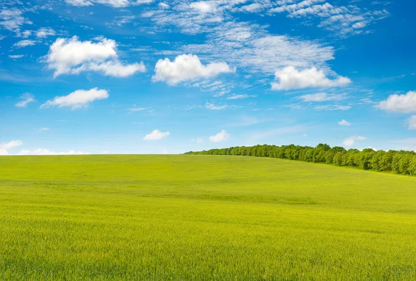 Groene Lenteweide Blauwe Lucht — Stockfoto
