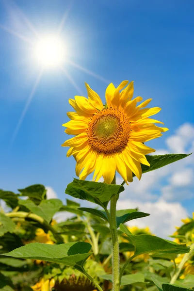 Slunečnicový Květ Proti Modré Obloze Slunci — Stock fotografie