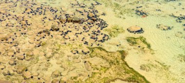 Deniz kestaneleriyle kumlu okyanus tabanı.