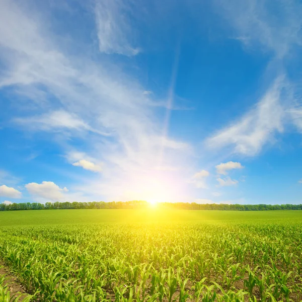 Схід Сонця Над Літнім Кукурудзяним Полем Сільськогосподарський Фон — стокове фото