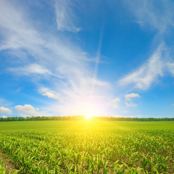 Wschód Słońca Nad Letnim Polem Kukurydzy Kontekst Rolnictwa — Zdjęcie stockowe