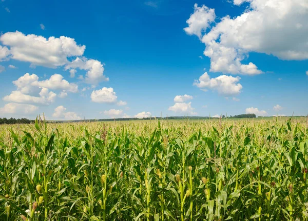 Bright Corn Field Ripe Ears Corn Clear Blue Sky — Stock Photo, Image
