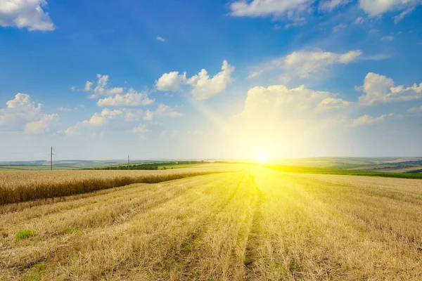 Buğday Tarlasında Sakal Ufukta Parlak Güneş — Stok fotoğraf