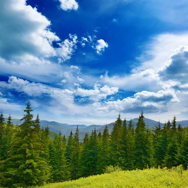Prachtige Pijnbomen Achtergrond Hoge Bergen Karpaten — Stockfoto