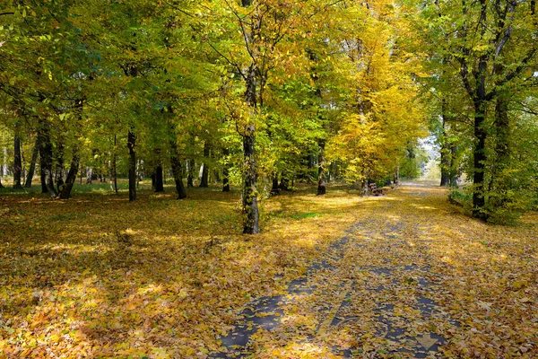 Beautiful Landscape Autumn Park Walking Path — Stock Photo, Image