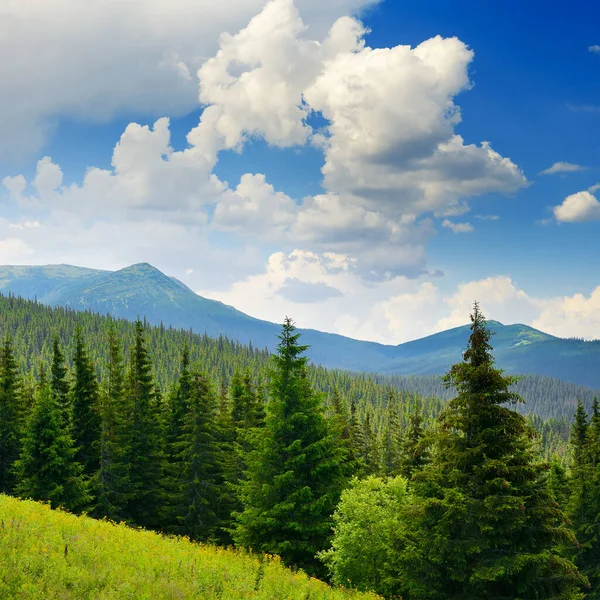 高山背景上美丽的松树 喀尔巴阡山脉 — 图库照片
