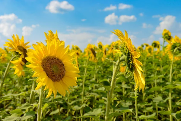 夏日田野和天空中的艳丽的黄色向日葵 — 图库照片