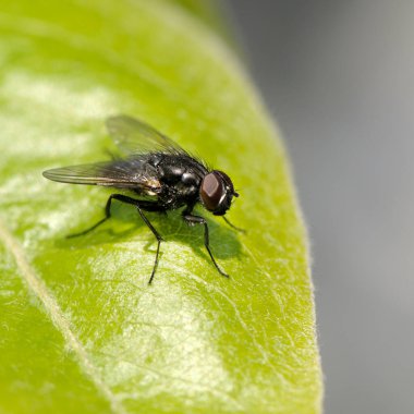 Large fly on a green leaf