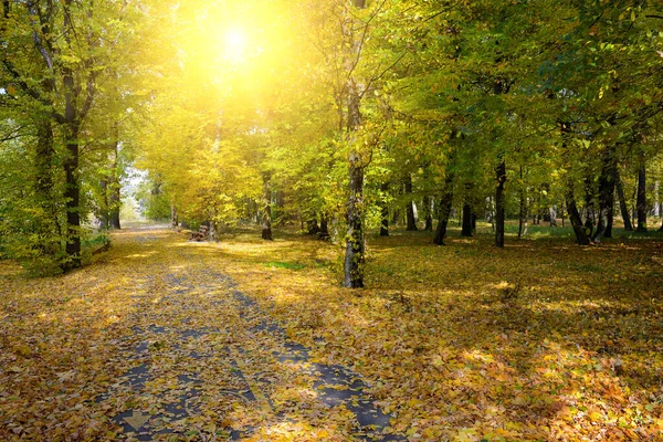 秋公園からの秋の風景とウォーキングパスと明るい昇る太陽 — ストック写真