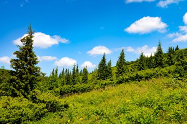 Arka planda yüksek dağlarda güzel çam ağaçları. Karpatlar