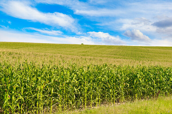 Яркое кукурузное поле с спелыми колосьями и голубым небом.