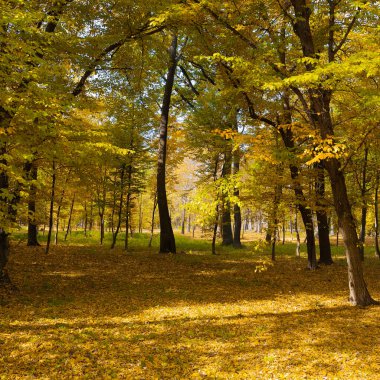Parlak sonbahar parkı güneş ışınlarıyla aydınlatılır..