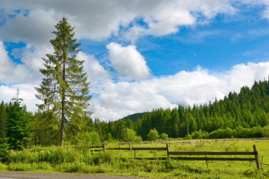 Arka plandaki güzel çam ağaçları.