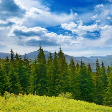 Arka planda yüksek dağlarda güzel çam ağaçları. Karpatlar
