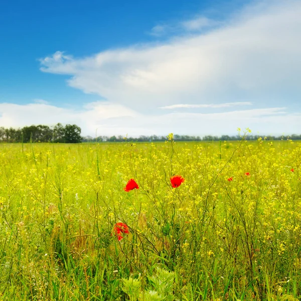 Poppies Green Field — Stock Photo, Image