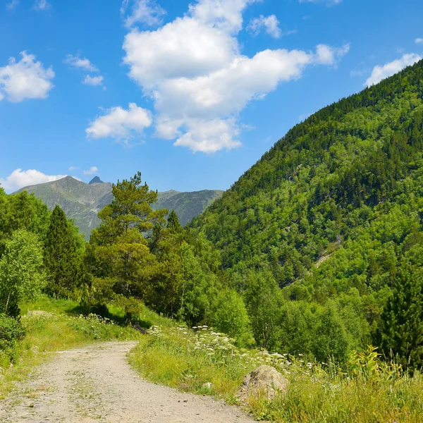 Rocky path in the mountains covered with forest and bright blue sky.