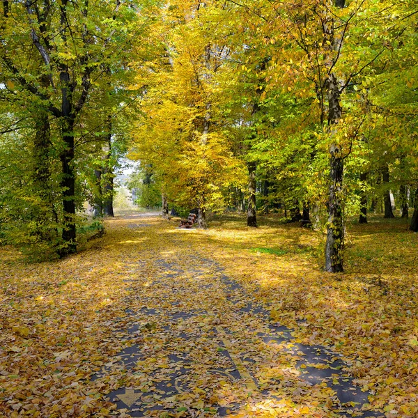 Krásná Krajina Podzimního Parku Pěší Stezkou — Stock fotografie