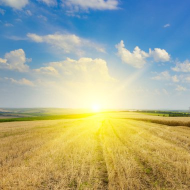 Buğday tarlasında sakal ve ufukta parlak güneş..