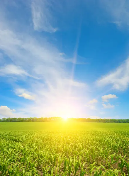 Sonnenaufgang Über Dem Sommerlichen Maisfeld Hintergrund Landwirtschaft — Stockfoto