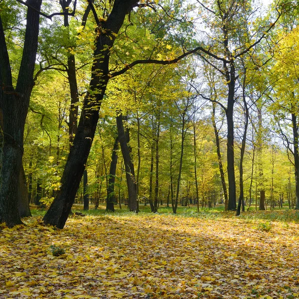 Jesienny Park Opadłymi Żółtymi Liśćmi — Zdjęcie stockowe