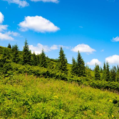 Arka planda yüksek dağlarda güzel çam ağaçları. Karpatlar