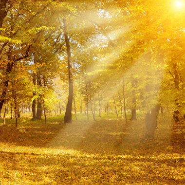 Akçaağaç sonbahar parkında parlak güneş ışığı.