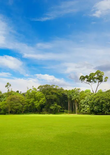 新しい草で覆われた緑の芝生が付いている美しい大きい公園 — ストック写真