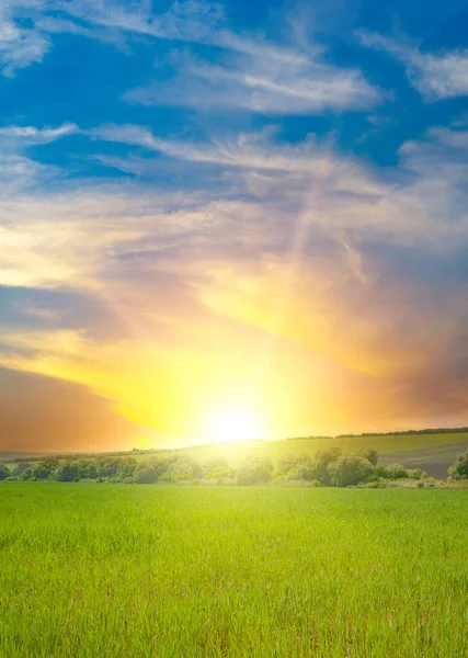 Kaunis Auringonnousu Vihreän Pellon Yllä Sininen Taivas Valkoiset Pilvet — kuvapankkivalokuva