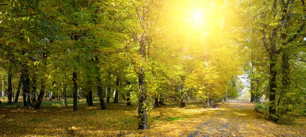 Jesienny Krajobraz Jesiennego Parku Ścieżką Spacerową Wschodzącym Słońcem — Zdjęcie stockowe