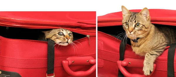 Set Photos Kitten Red Suitcase Isolated White Background — Stock Photo, Image