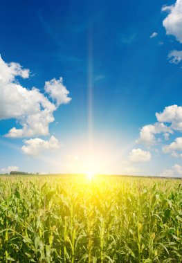 Yazın mısır tarlasında gün doğumu. Tarım geçmişi