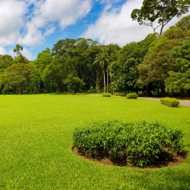 Parktaki güzel çayır