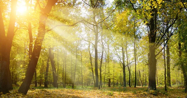 Paprsky Slunce Podzimním Parku — Stock fotografie