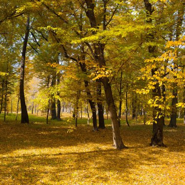Parlak sonbahar parkı güneş ışınlarıyla aydınlatılır..