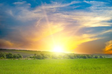 Yeşil arazide güzel bir gün doğumu. Mavi gökyüzü ve beyaz bulutlar.
