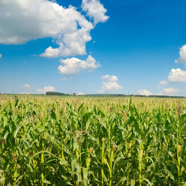 Яркое Кукурузное Поле Спелыми Колосьями Ясным Голубым Небом Стоковое Фото
