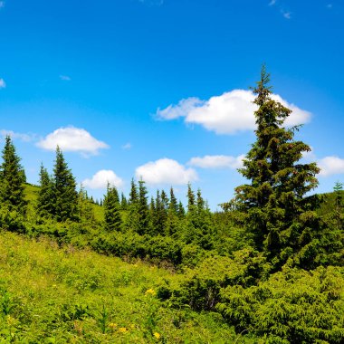 Arka planda yüksek dağlarda güzel çam ağaçları. Karpatlar