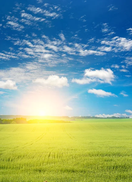 Early Morning Bright Sun Large Wheat Field — Stock Photo, Image