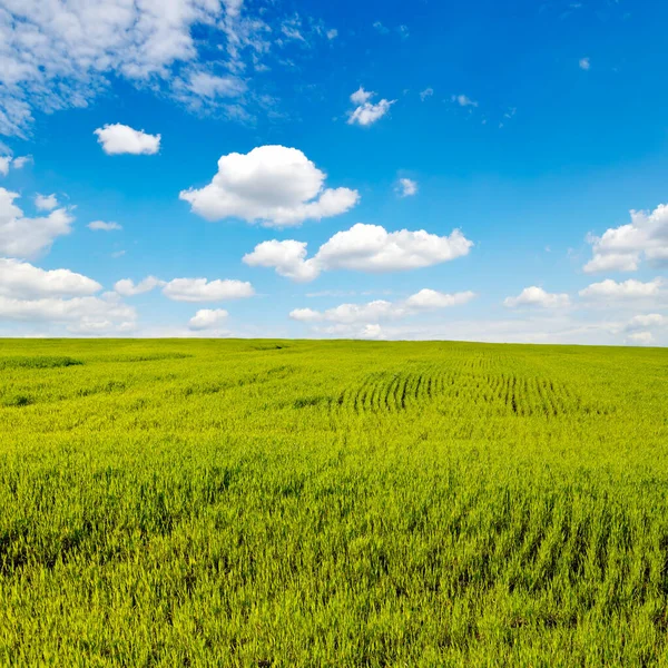Зеленое Пшеничное Поле Фоне Ярко Голубого Неба Стоковое Фото