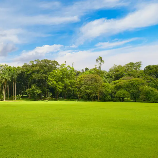 新しい草で覆われた緑の芝生が付いている美しい大きい公園 — ストック写真