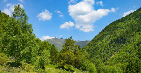 Rocky Path Mountains Covered Forest Bright Blue Sky Zdjęcie Stockowe