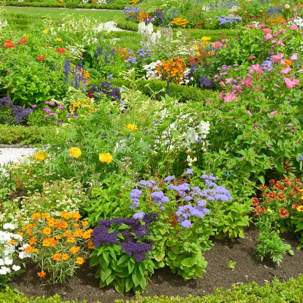 Blossoming Flowerbed Summer Park — Stock Photo, Image