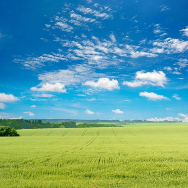 Büyük buğday tarlasında sabahın erken saatlerinde.