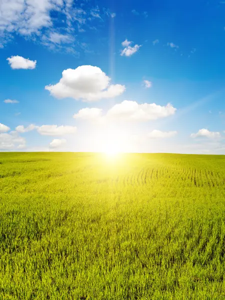 Восход Солнца Голубом Небе Ярко Зеленое Пшеничное Поле Стоковое Изображение