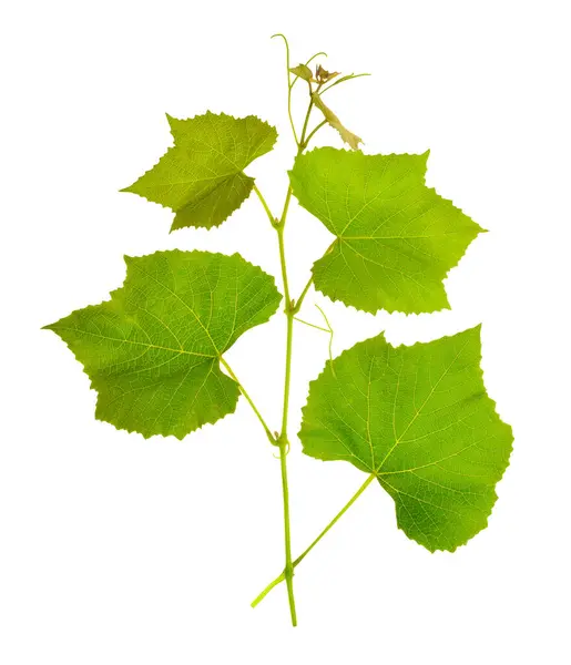 Gren Vinblade Isoleret Hvid Baggrund Stock-billede
