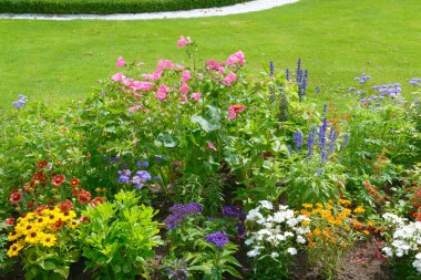 Yaz parkında çiçek açan çiçekler.