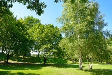 Beautiful meadow with green grass in large public park.