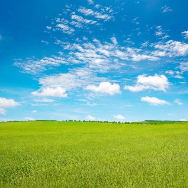 Genç buğday sapları yaz tarlasında ve parlak mavi gökyüzünde.
