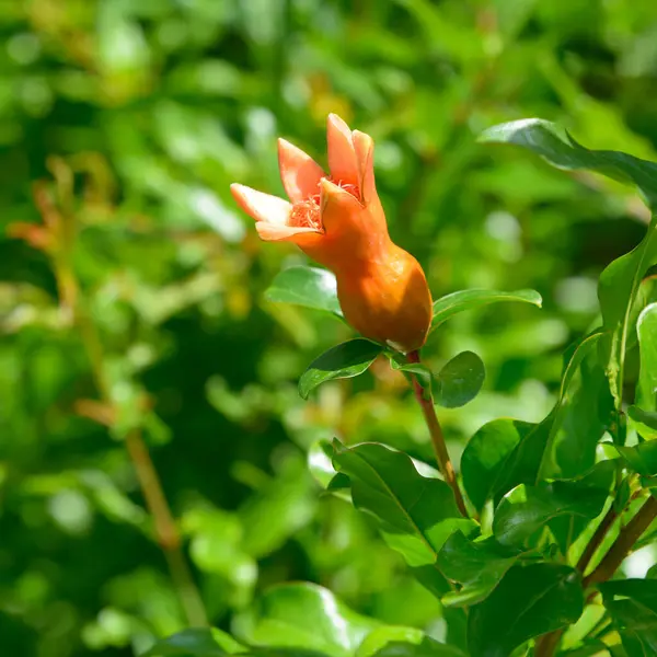 Bunga Delima Pada Latar Belakang Dedaunan Hijau Terang Stok Foto
