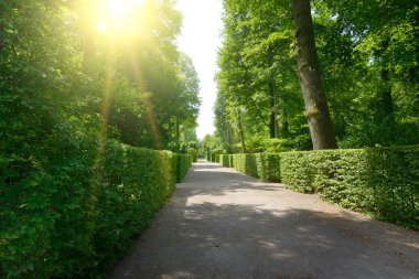 Parlak yaz güneşi şehrin parkındaki sokağı aydınlatıyor.